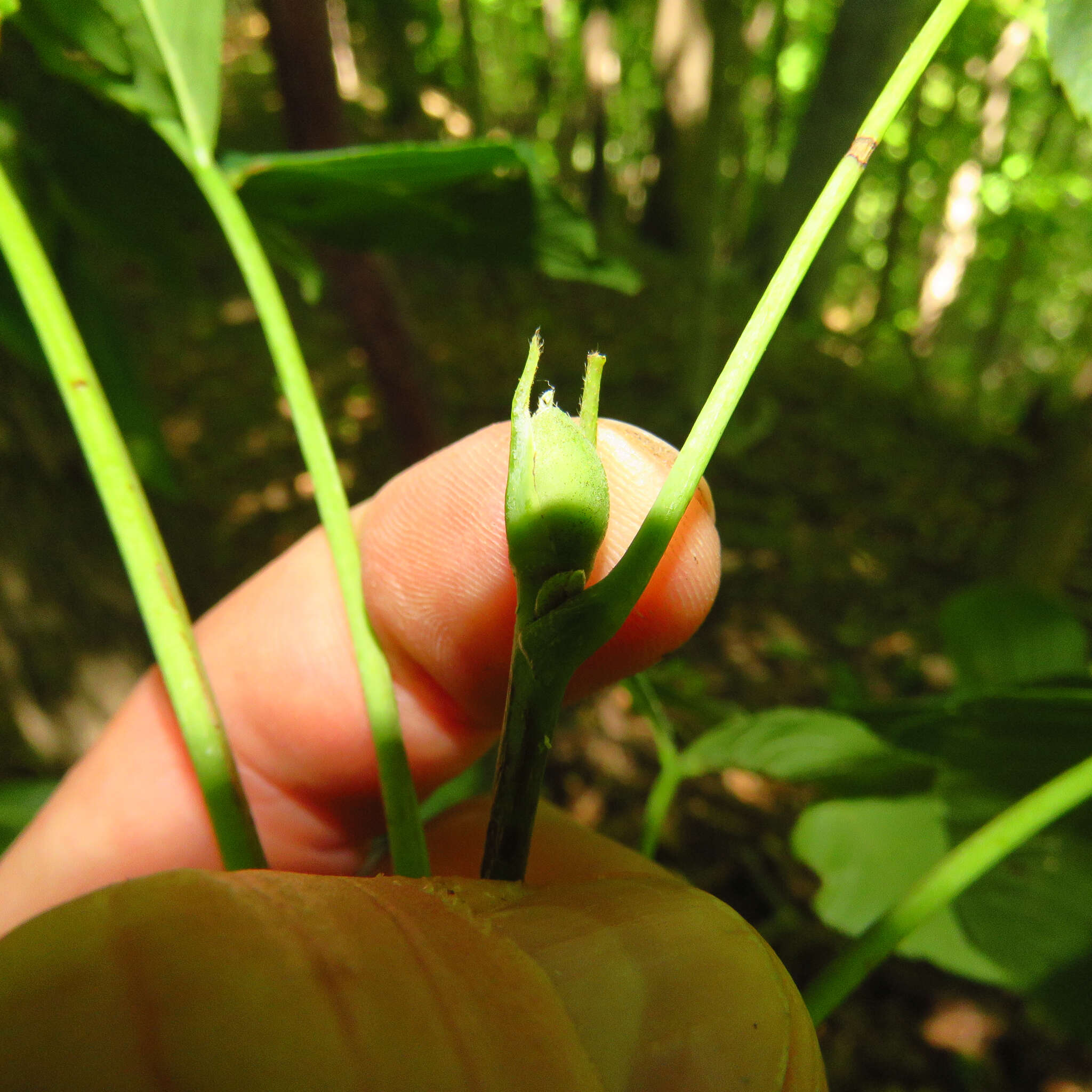 Image of Carya glabra (Mill.) Sweet