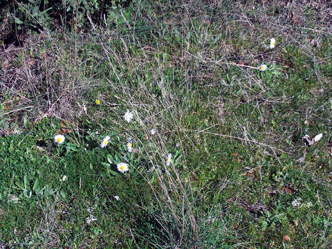 Bellis sylvestris Cyr. resmi