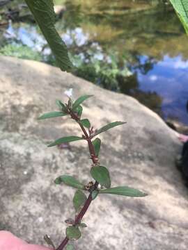 Слика од Gratiola virginiana L.