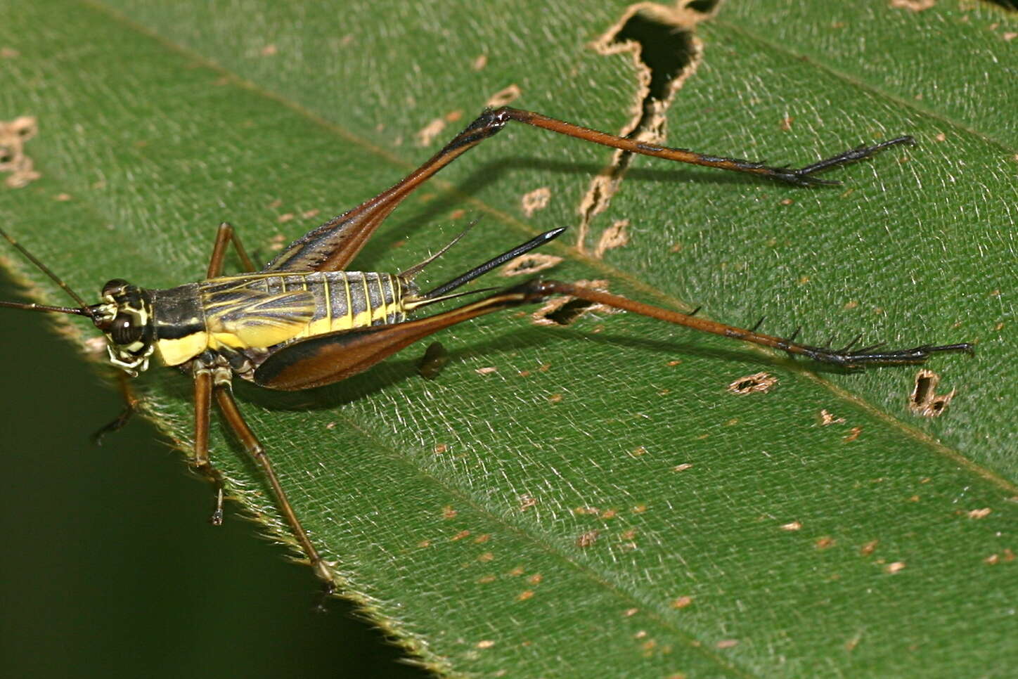 Image de Nisitrus musicus Ingrisch 1987