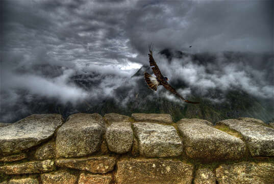 Image of Mountain Caracara