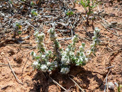 Image of Maireana sclerolaenoides (F. Müll.) P. G. Wilson