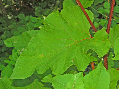 Image of woolly burdock