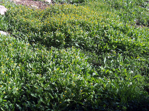 Image of field marigold