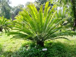 Image of Natal Cycad