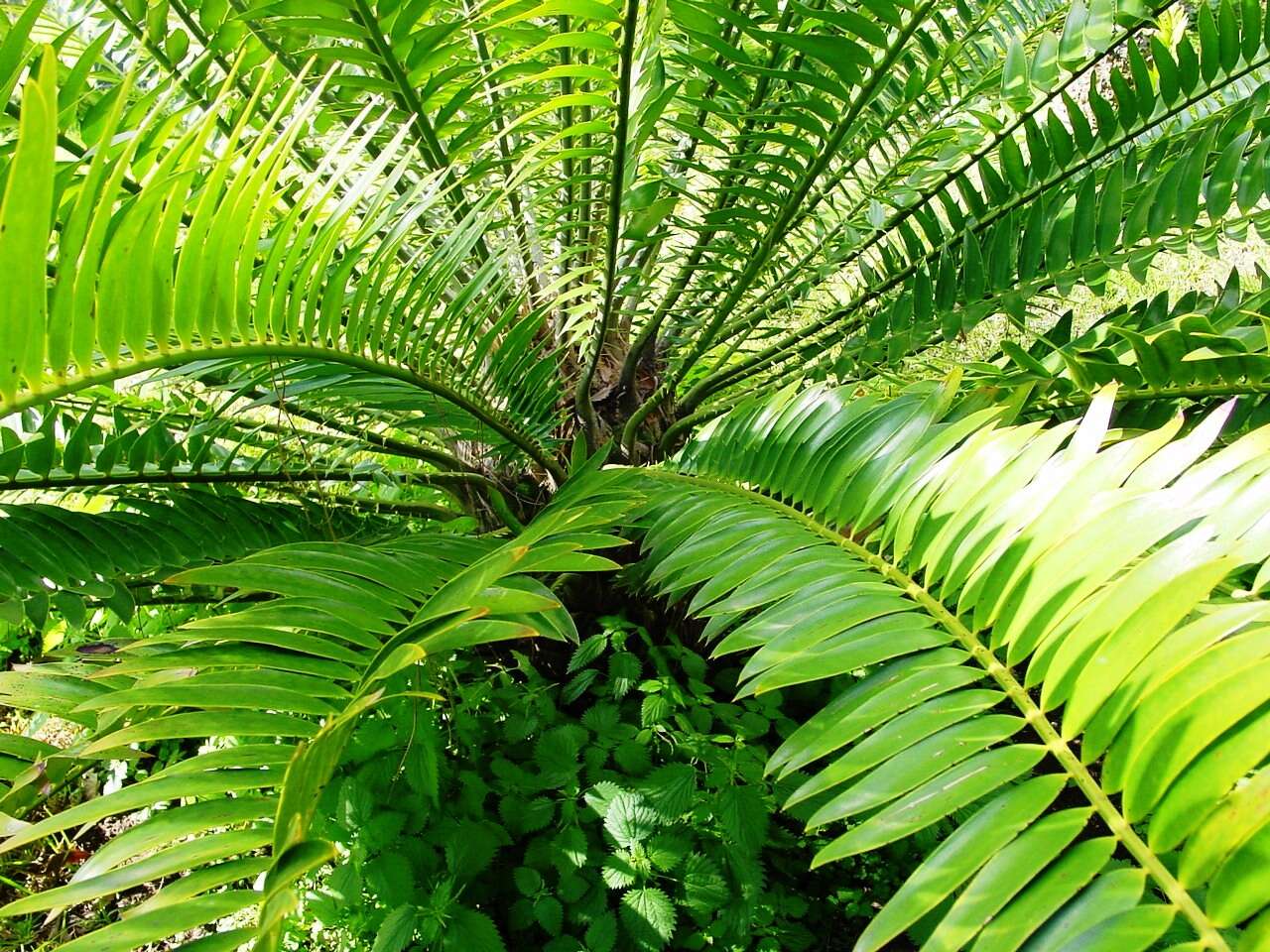 Image of Natal Cycad