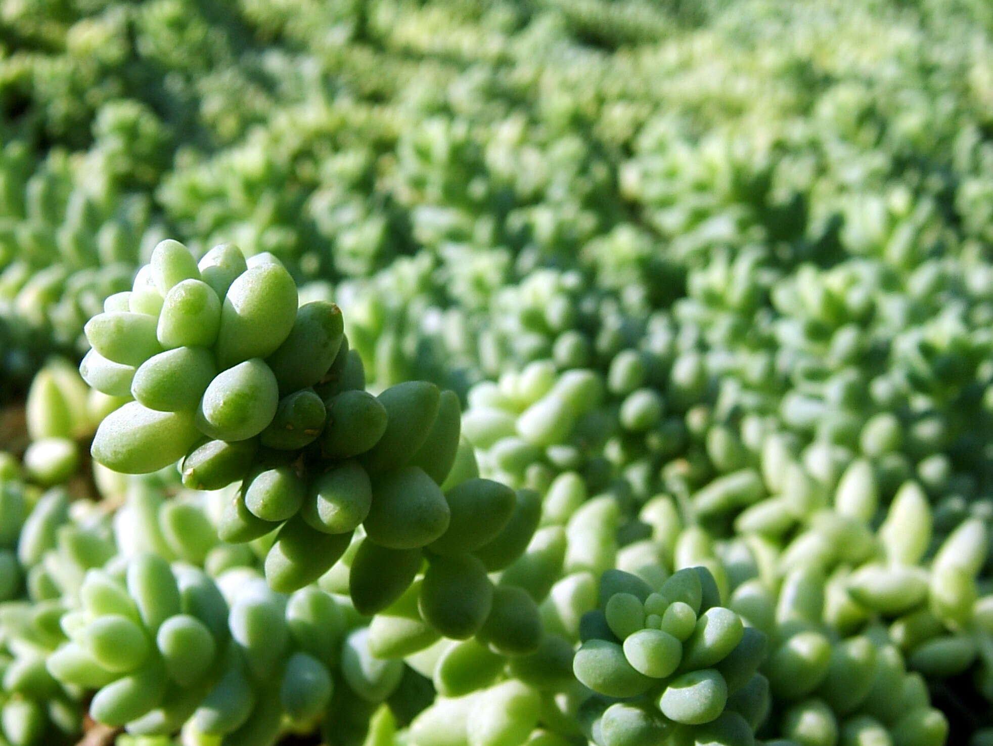 Image of Sedum morganianum Walther