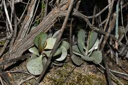 Image of Adromischus subviridis H. Tölken