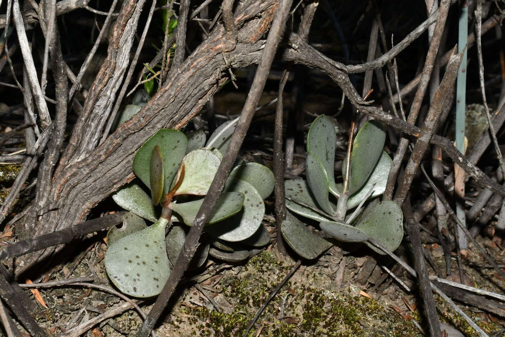 Image of Adromischus subviridis H. Tölken