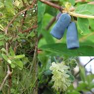 Imagem de Lonicera caerulea L.