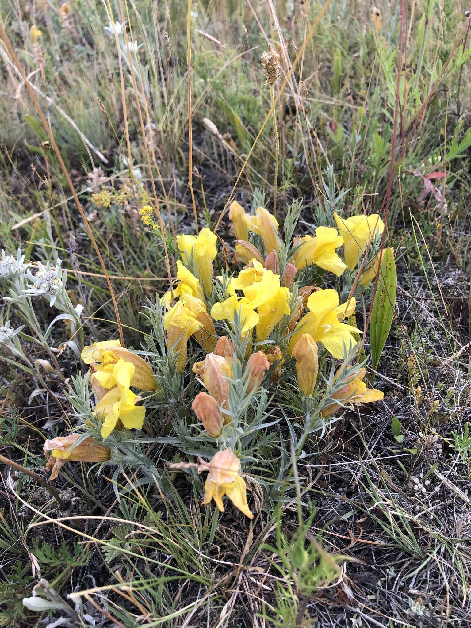 Plancia ëd Cymbaria daurica L.