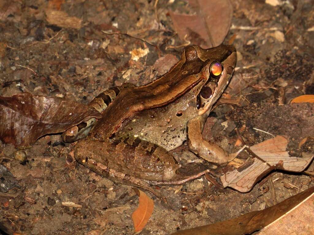 Image of Leptodactylus guianensis Heyer & de Sá 2011