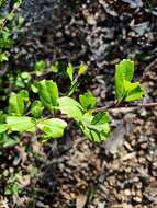 Image de Dodonaea triangularis Lindl.