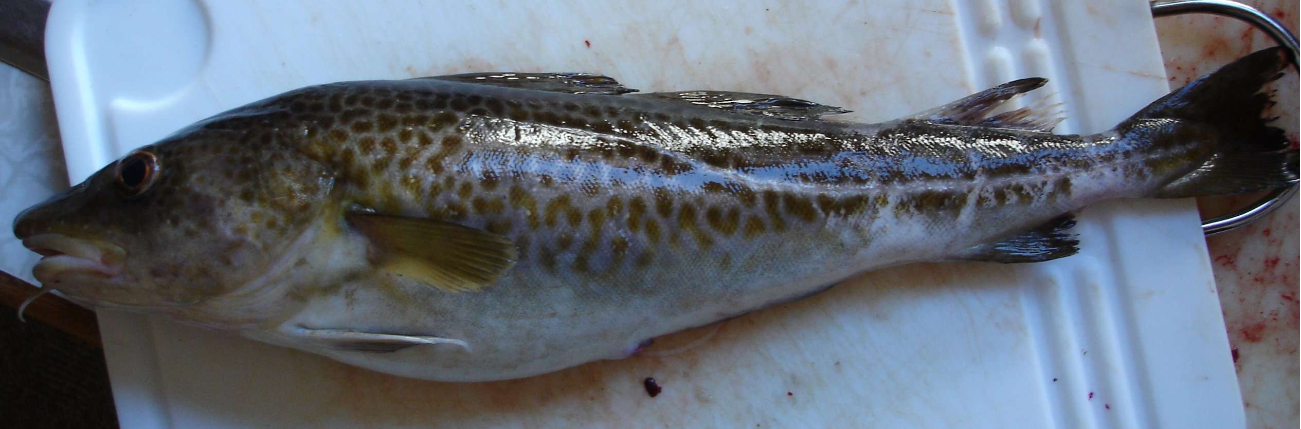 Image of Atlantic cod