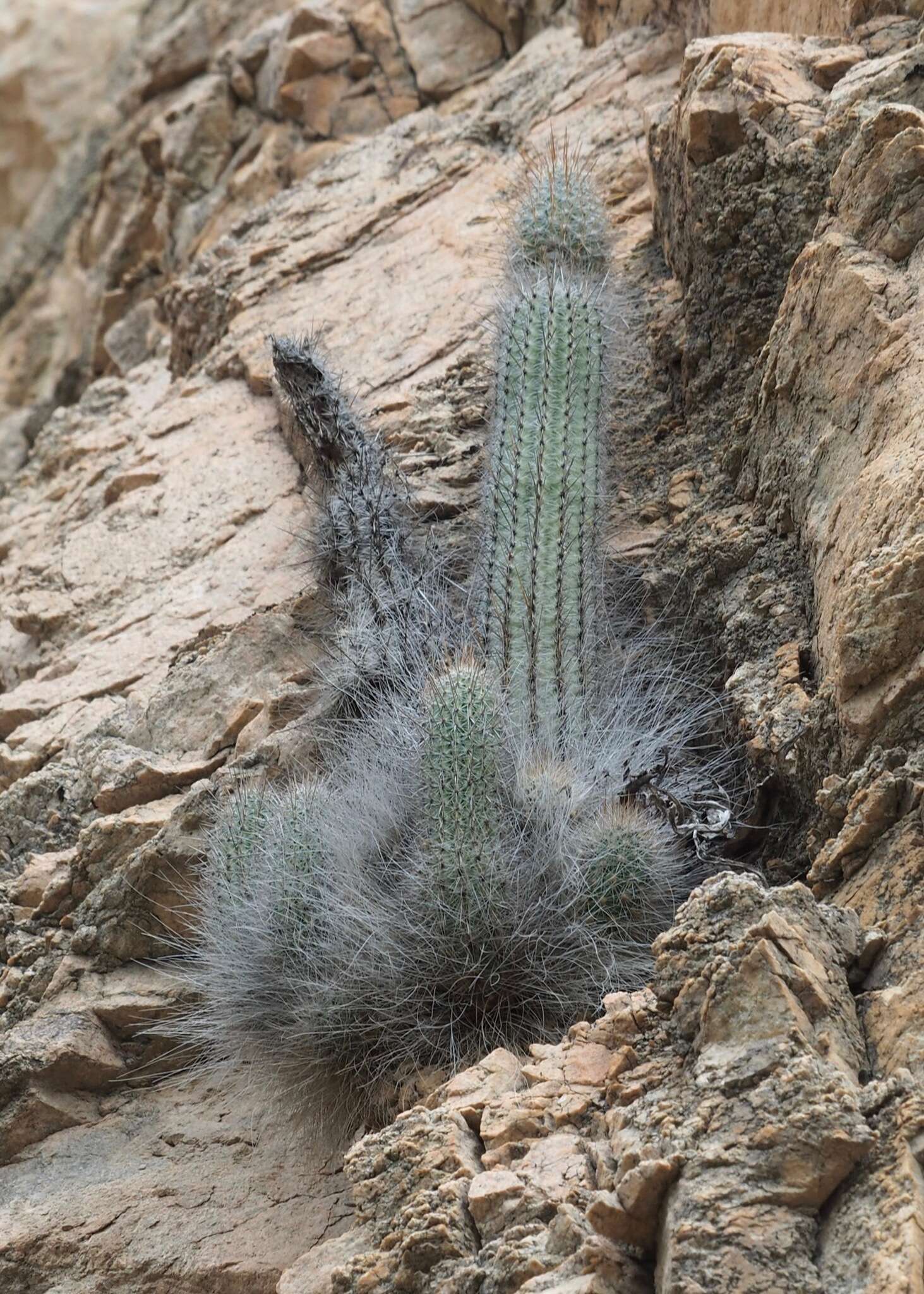 Image of Espostoa blossfeldiorum (Werderm.) Buxb.