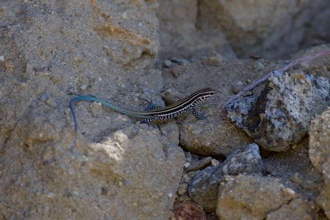 Image of Cerralvo Island Whiptail