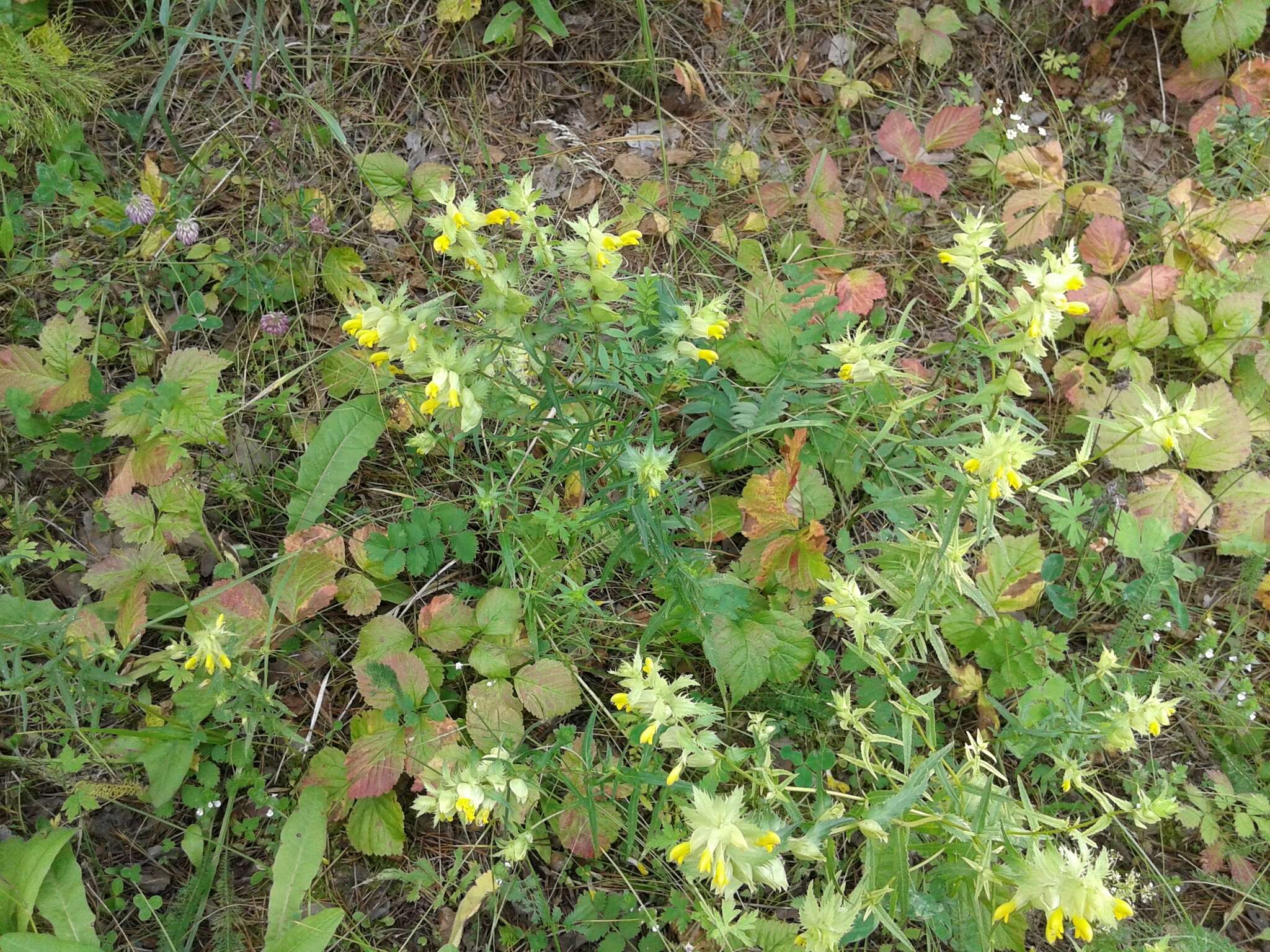 Image of late-flowering yellow rattle