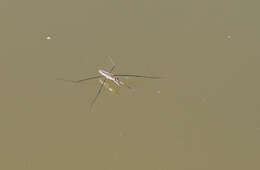 Image of Common pond skater