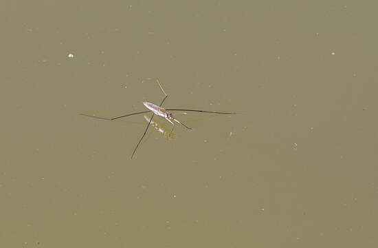 Image of Common pond skater