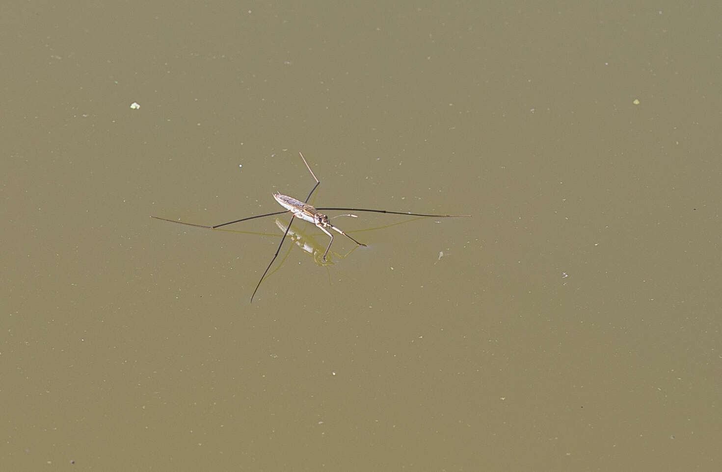 Image of Common pond skater