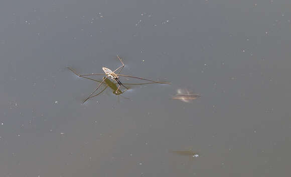 Image of Common pond skater