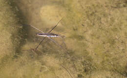 Image of Common pond skater