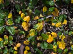 Image of Nothofagus gunnii (Hook. fil.) Oerst.