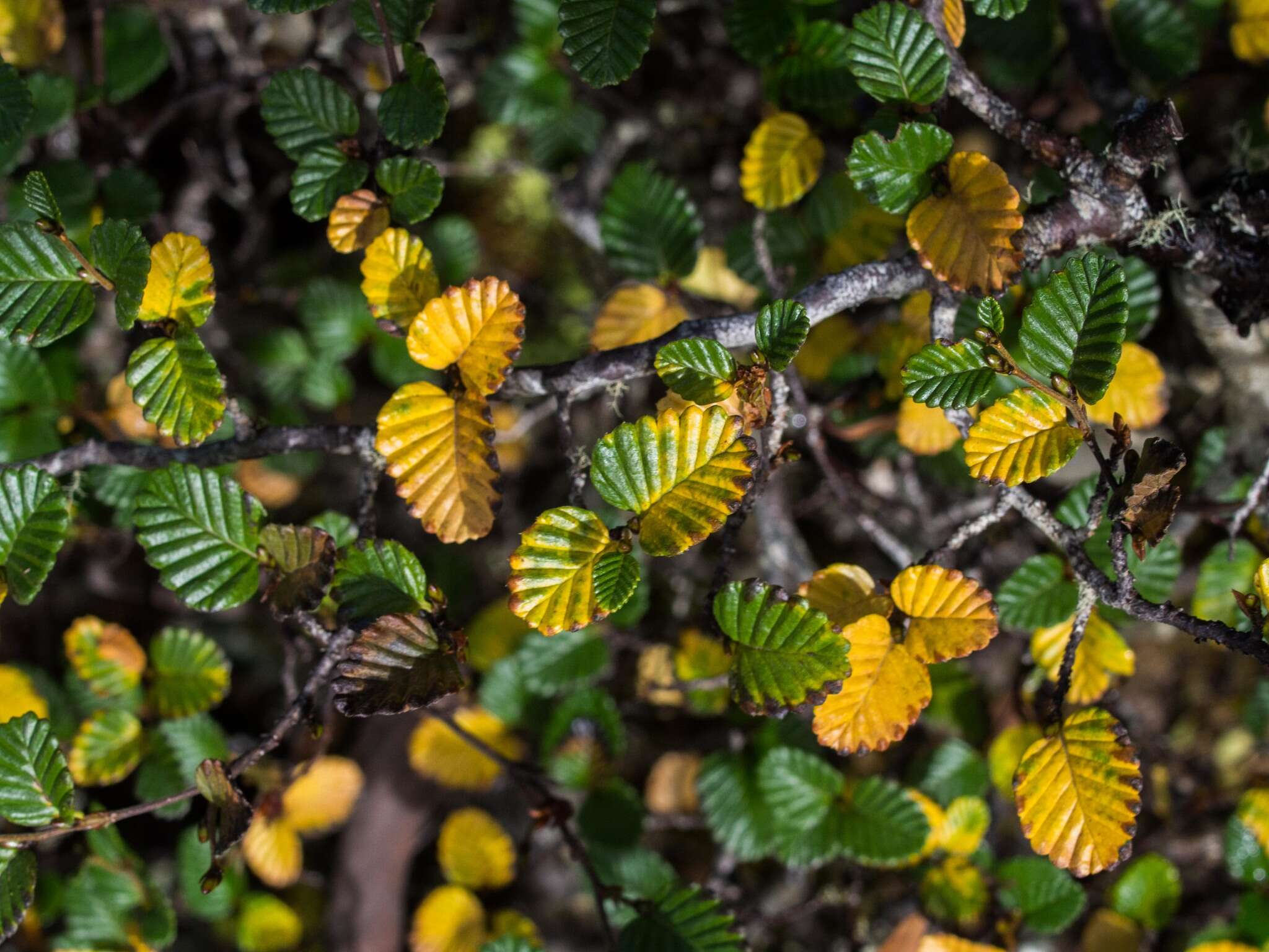 Image of Nothofagus gunnii (Hook. fil.) Oerst.