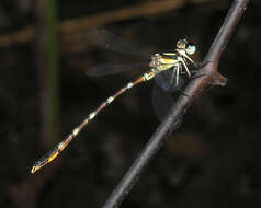 Image of Rhinagrion hainanense Wilson & Reels 2001