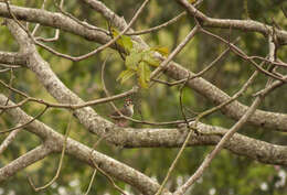 Image of Prevost's Ground Sparrow