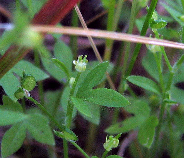 Image of Buttercup