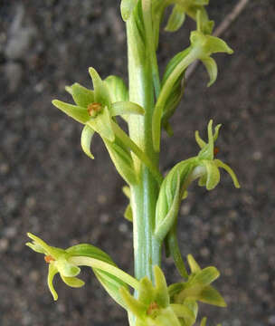 Image de Platanthera elongata (Rydb.) R. M. Bateman