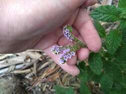 Image of Heliotropium nicotianifolium Poir.