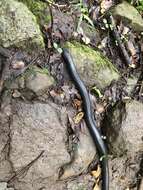 Image of Natal Black Snake