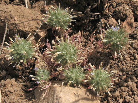 Image of downy pincushionplant