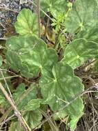 Image de Heuchera soltisii R. A. Folk & P. J. Alexander