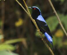 Image of fairy-bluebirds