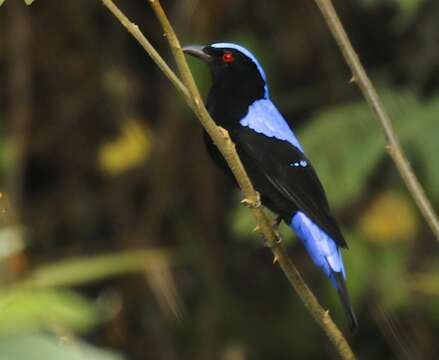 Image of Fairy-bluebird