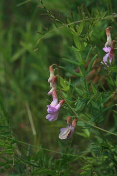 Image of Vicia popovii O. D. Nikif.