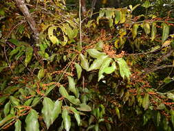 Image of Piper mistletoe