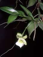 Image of Angraecum birrimense Rolfe