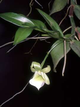 Imagem de Angraecum birrimense Rolfe