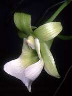 Image of Angraecum birrimense Rolfe