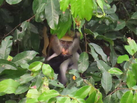 Слика од Cercopithecus lowei Thomas 1923