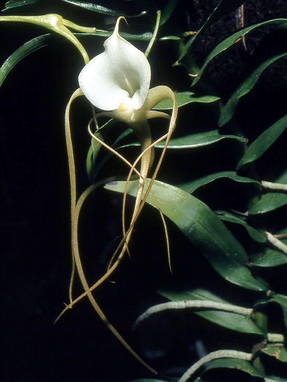 Слика од Angraecum ramosum Thouars