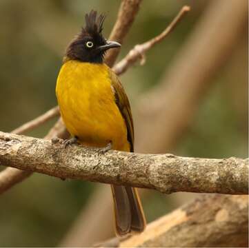 Image of Black-crested Bulbul