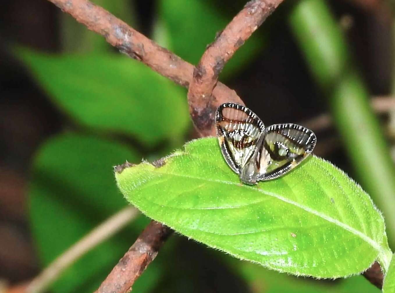 Image de Euricania ocella (Walker 1851)