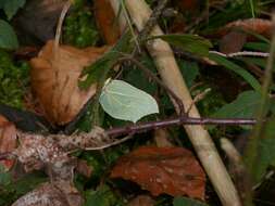 Imagem de Gonepteryx rhamni (Linnaeus 1758)