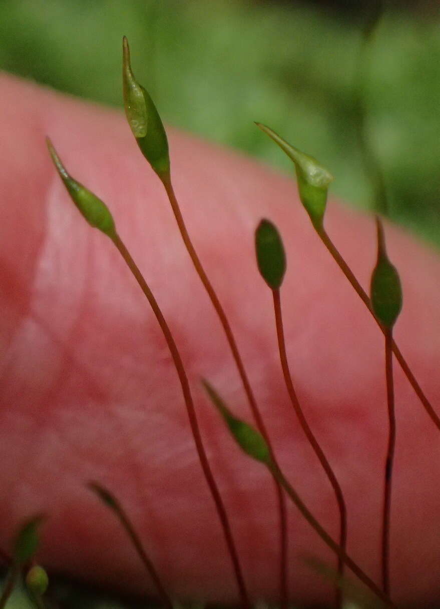 Image of palamocladium moss