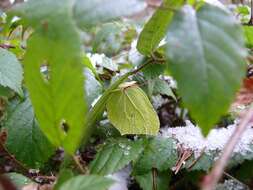 Imagem de Gonepteryx rhamni (Linnaeus 1758)